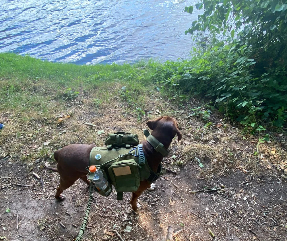 Large Dog Harness /Training Vests