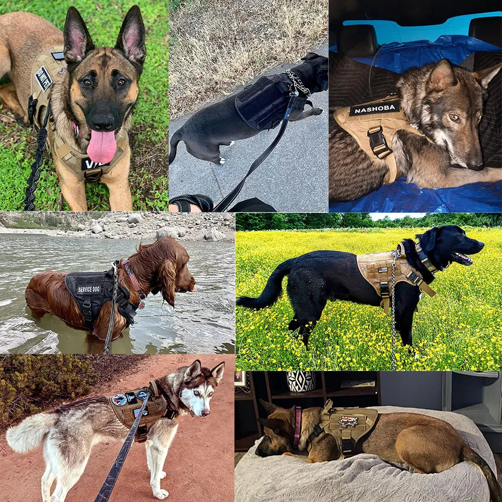 Large & Medium Dog Harness, Collar, & Leash Set